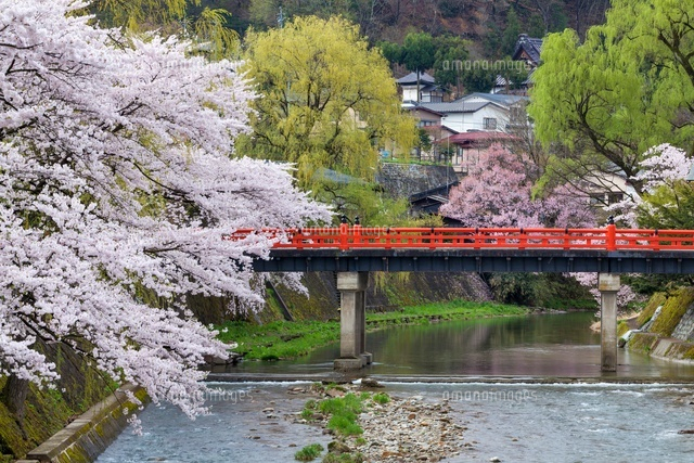 桜咲く宮川と中橋
(c)YOSHITSUGU NISHIGAKI/SEBUN PHOTO