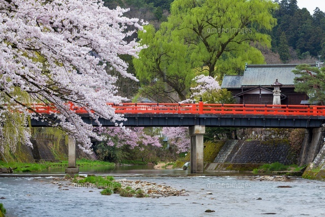 桜咲く宮川と中橋
(c)YOSHITSUGU NISHIGAKI/SEBUN PHOTO