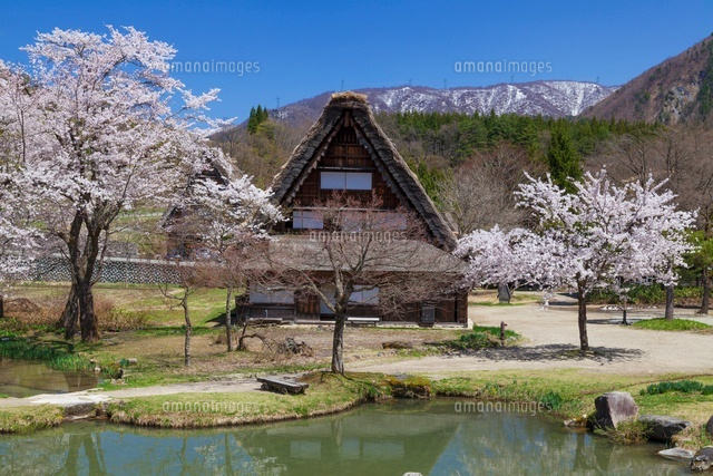 桜咲く白川郷
(c)YOSHITSUGU NISHIGAKI/SEBUN PHOTO
