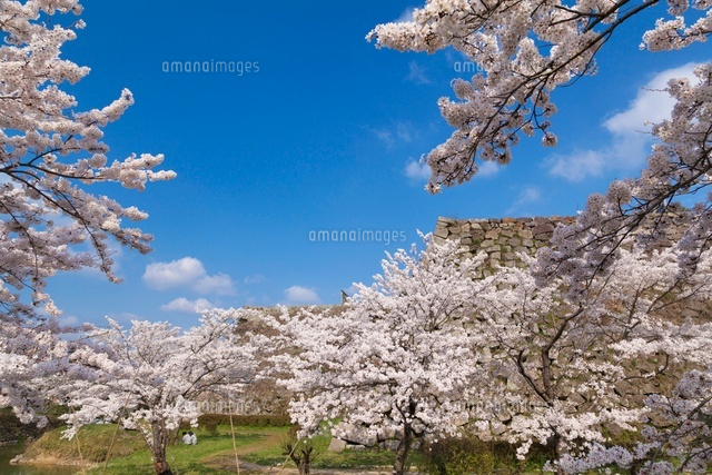 桜咲く篠山城跡
(c)YOSHITSUGU NISHIGAKI/SEBUN PHOTO