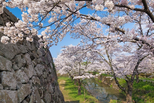 桜咲く篠山城跡
(c)YOSHITSUGU NISHIGAKI/SEBUN PHOTO