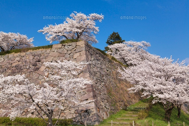 桜咲く篠山城跡
(c)YOSHITSUGU NISHIGAKI/SEBUN PHOTO