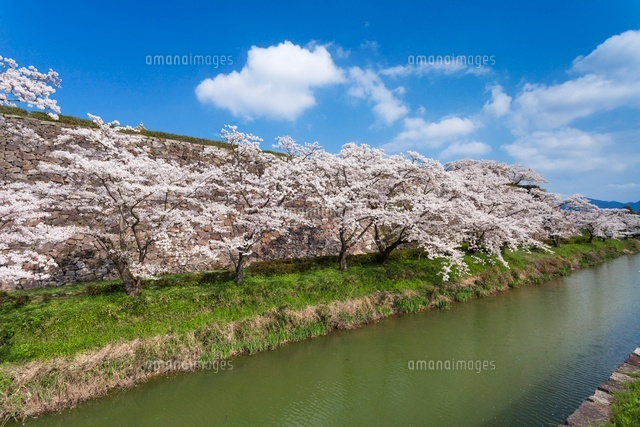 桜咲く篠山城跡
(c)YOSHITSUGU NISHIGAKI/SEBUN PHOTO