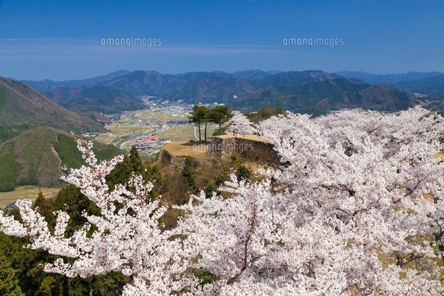 桜咲く竹田城跡
(c)YOSHITSUGU NISHIGAKI/SEBUN PHOTO