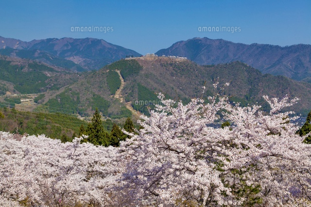 桜咲く立雲峡より竹田城跡
(c)YOSHITSUGU NISHIGAKI/SEBUN PHOTO
