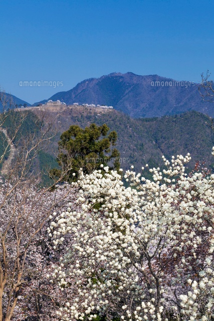 モクレン咲く立雲峡より竹田城跡
(c)YOSHITSUGU NISHIGAKI/SEBUN PHOTO