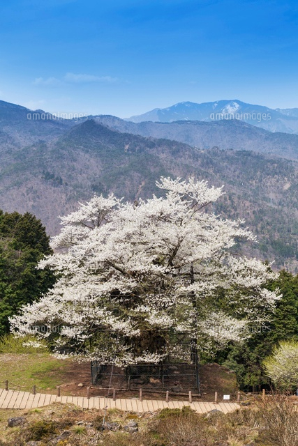 樽見の大桜
(c)YOSHITSUGU NISHIGAKI/SEBUN PHOTO