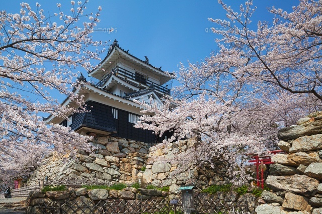 桜咲く浜松城
(c)YOSHITSUGU NISHIGAKI/SEBUN PHOTO