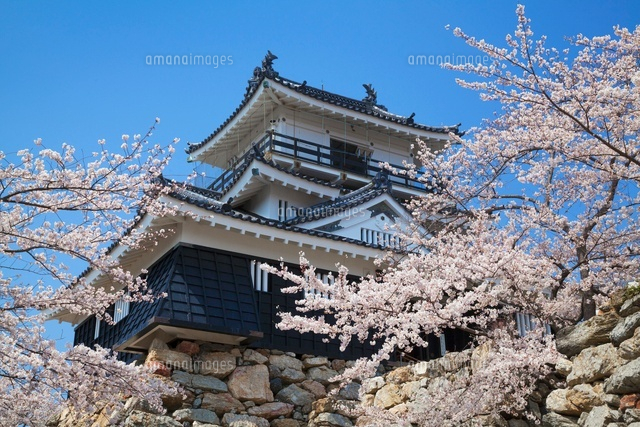 桜咲く浜松城
(c)YOSHITSUGU NISHIGAKI/SEBUN PHOTO