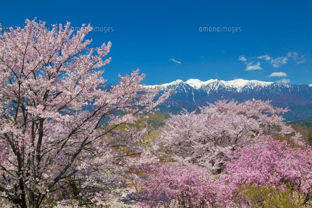 桜咲く大草城址公園より中央アルプス
(c)YOSHITSUGU NISHIGAKI/SEBUN PHOTO