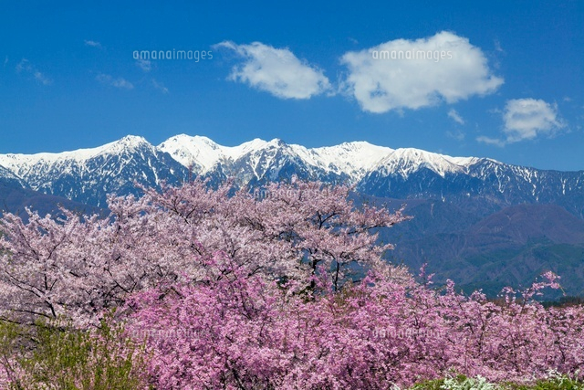 桜咲く大草城址公園より中央アルプス
(c)YOSHITSUGU NISHIGAKI/SEBUN PHOTO