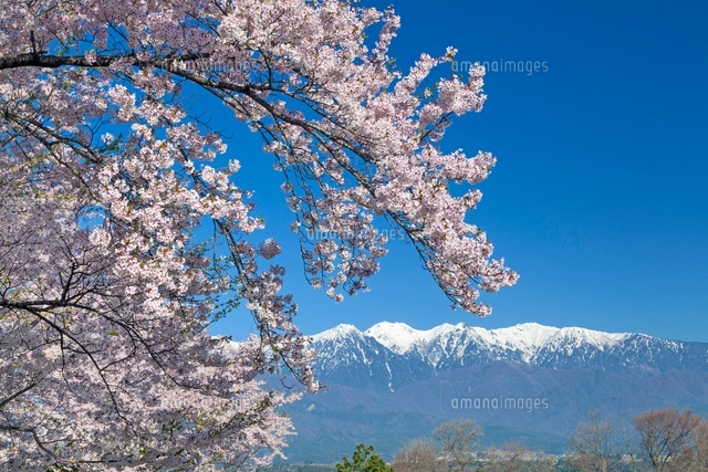 桜咲く大草城址公園より中央アルプス
(c)YOSHITSUGU NISHIGAKI/SEBUN PHOTO