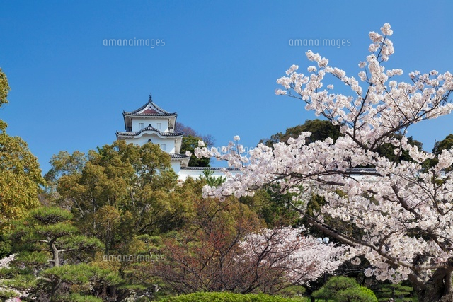 桜咲く明石城跡 坤櫓
(c)YOSHITSUGU NISHIGAKI/SEBUN PHOTO