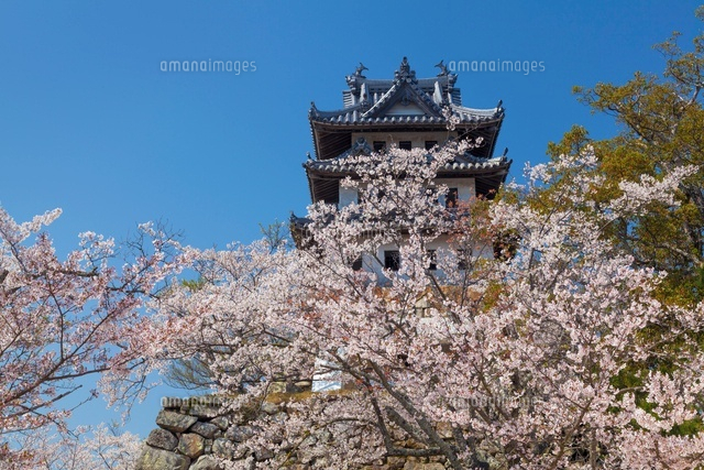 桜咲く洲本城跡
(c)YOSHITSUGU NISHIGAKI/SEBUN PHOTO