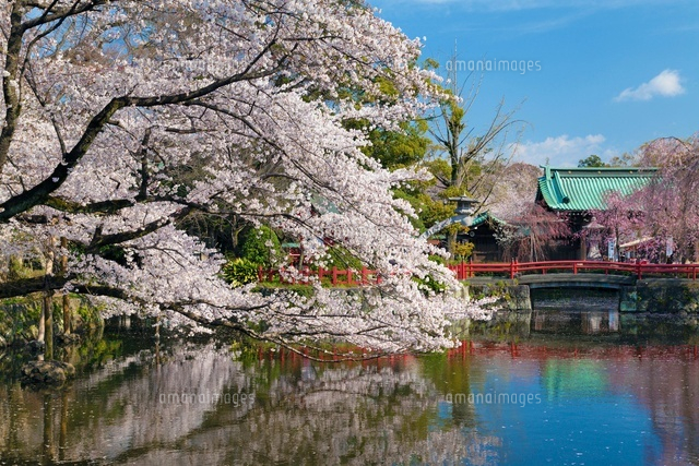 桜咲く三嶋大社と神池
(c)YOSHITSUGU NISHIGAKI/SEBUN PHOTO