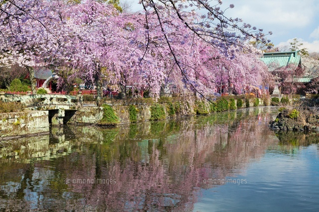 桜咲く三嶋大社と神池
(c)YOSHITSUGU NISHIGAKI/SEBUN PHOTO