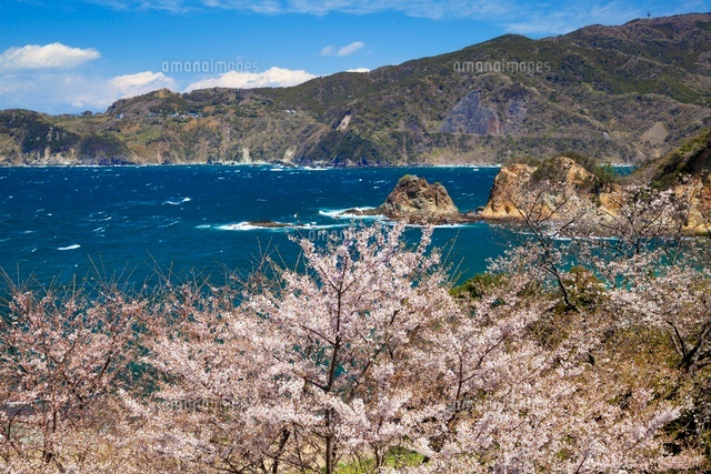 桜咲く黄金崎
(c)YOSHITSUGU NISHIGAKI/SEBUN PHOTO