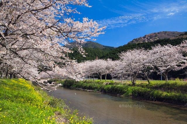 桜咲く那賀川と菜の花
(c)YOSHITSUGU NISHIGAKI/SEBUN PHOTO