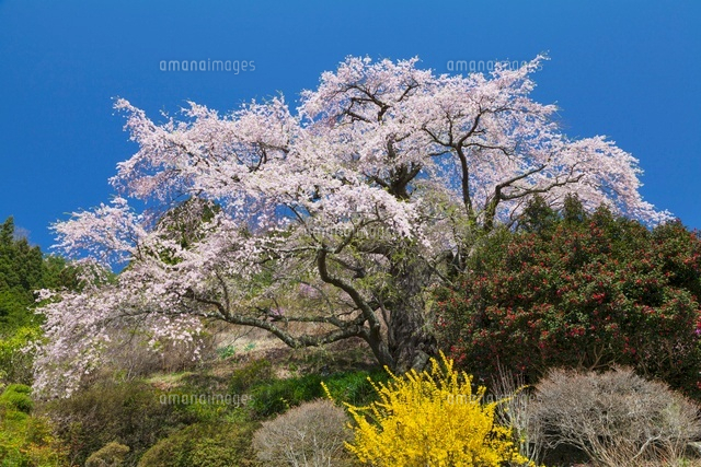 西丸尾の桜
(c)YOSHITSUGU NISHIGAKI/SEBUN PHOTO