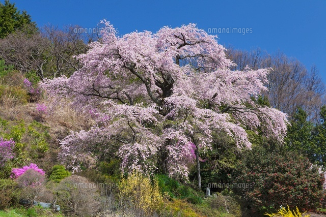 西丸尾の桜
(c)YOSHITSUGU NISHIGAKI/SEBUN PHOTO
