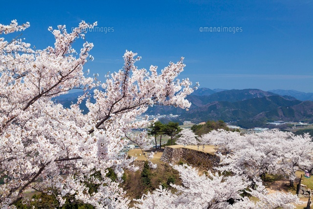 桜咲く竹田城跡
(c)YOSHITSUGU NISHIGAKI/SEBUN PHOTO