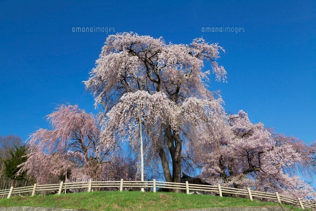 勝間薬師堂のしだれ桜
(c)YOSHITSUGU NISHIGAKI/SEBUN PHOTO