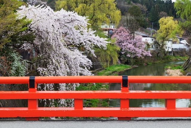 桜咲く宮川と中橋
(c)YOSHITSUGU NISHIGAKI/SEBUN PHOTO