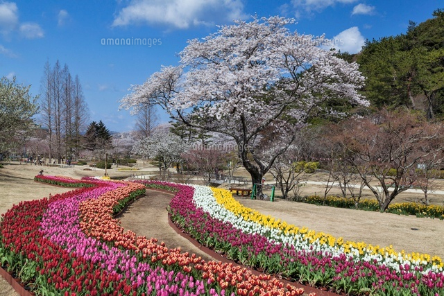 チューリップ咲くはままつフラワーパーク
(c)YOSHITSUGU NISHIGAKI/SEBUN PHOTO