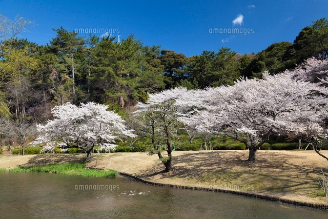 桜咲くはままつフラワーパーク
(c)YOSHITSUGU NISHIGAKI/SEBUN PHOTO