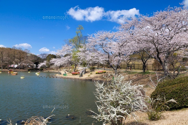 桜咲くはままつフラワーパーク
(c)YOSHITSUGU NISHIGAKI/SEBUN PHOTO