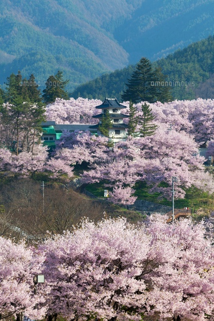 桜咲く高遠城址公園
(c)YOSHITSUGU NISHIGAKI/SEBUN PHOTO