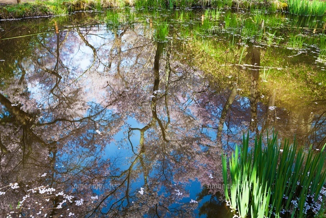 桜咲く高遠城址公園
(c)YOSHITSUGU NISHIGAKI/SEBUN PHOTO