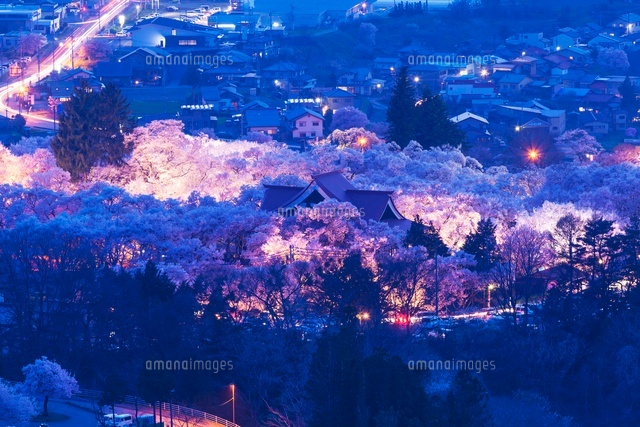 桜咲く高遠城址公園の夜景
(c)YOSHITSUGU NISHIGAKI/SEBUN PHOTO