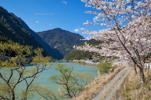 秋葉ダム千本桜
(c)YOSHITSUGU NISHIGAKI/SEBUN PHOTO