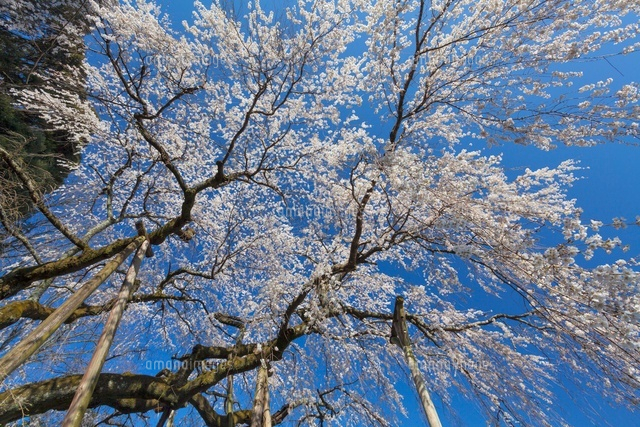 奥山田のしだれ桜
(c)YOSHITSUGU NISHIGAKI/SEBUN PHOTO
