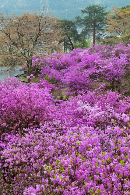 ミツバツツジ咲く天白公園
(c)YOSHITSUGU NISHIGAKI/SEBUN PHOTO