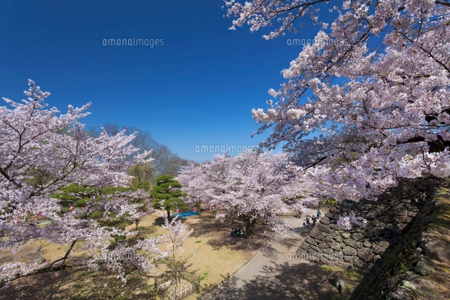 桜咲く小諸城址懐古園
(c)YOSHITSUGU NISHIGAKI/SEBUN PHOTO