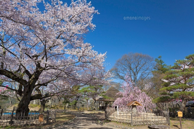 桜咲く小諸城址懐古園
(c)YOSHITSUGU NISHIGAKI/SEBUN PHOTO