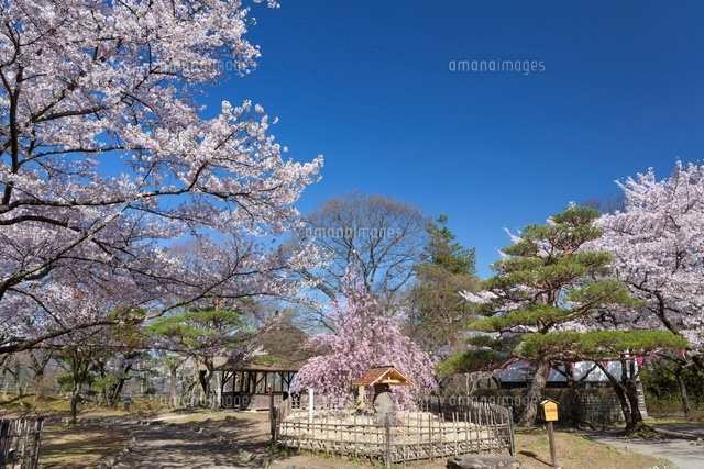 桜咲く小諸城址懐古園
(c)YOSHITSUGU NISHIGAKI/SEBUN PHOTO