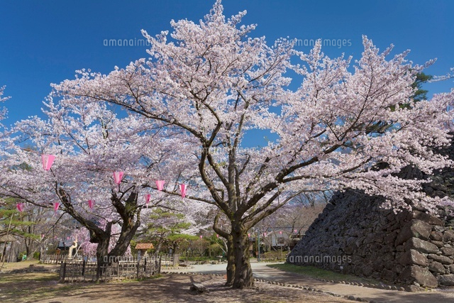 桜咲く小諸城址懐古園
(c)YOSHITSUGU NISHIGAKI/SEBUN PHOTO