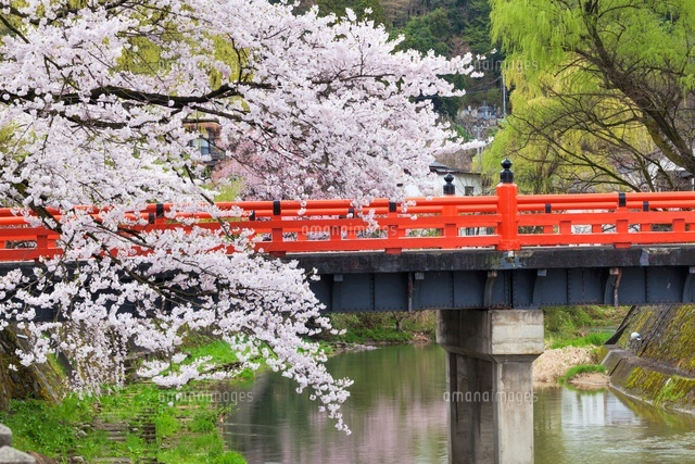 桜咲く宮川と中橋
(c)YOSHITSUGU NISHIGAKI/SEBUN PHOTO