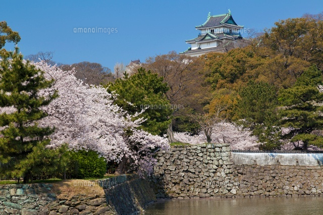 桜咲く和歌山城
(c)YOSHITSUGU NISHIGAKI/SEBUN PHOTO