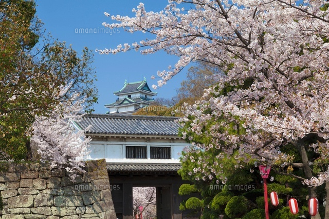 桜咲く和歌山城
(c)YOSHITSUGU NISHIGAKI/SEBUN PHOTO