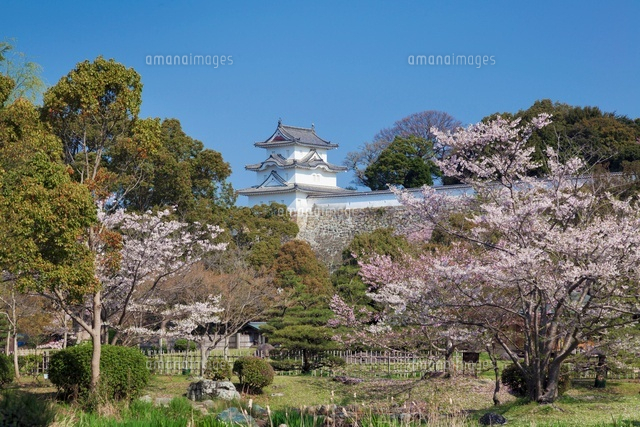 桜咲く明石城跡 坤櫓
(c)YOSHITSUGU NISHIGAKI/SEBUN PHOTO