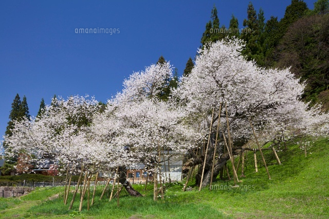 臥龍桜
(c)YOSHITSUGU NISHIGAKI/SEBUN PHOTO