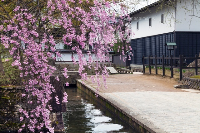 桜咲く飛騨古川の町並み
(c)YOSHITSUGU NISHIGAKI/SEBUN PHOTO