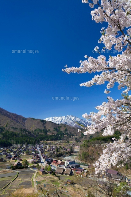 桜咲く白川郷
(c)YOSHITSUGU NISHIGAKI/SEBUN PHOTO