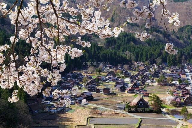 桜咲く白川郷
(c)YOSHITSUGU NISHIGAKI/SEBUN PHOTO