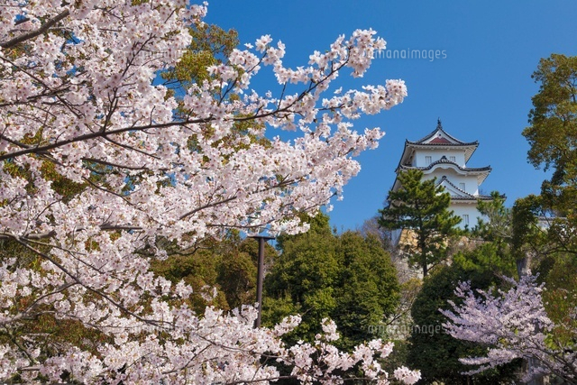 桜咲く明石城跡 坤櫓
(c)YOSHITSUGU NISHIGAKI/SEBUN PHOTO