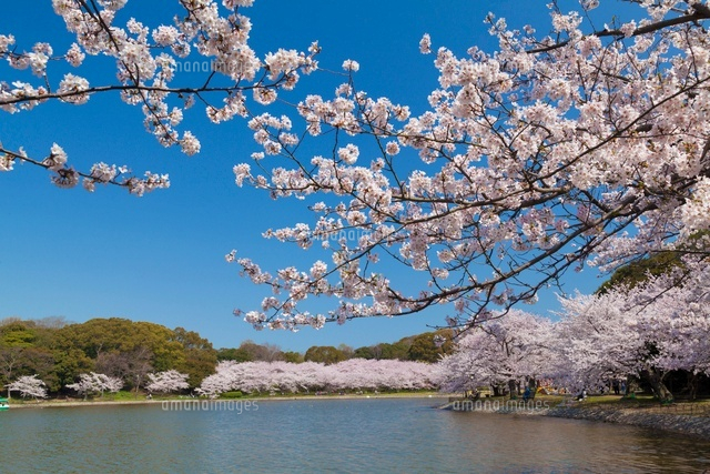 桜咲く明石公園
(c)YOSHITSUGU NISHIGAKI/SEBUN PHOTO